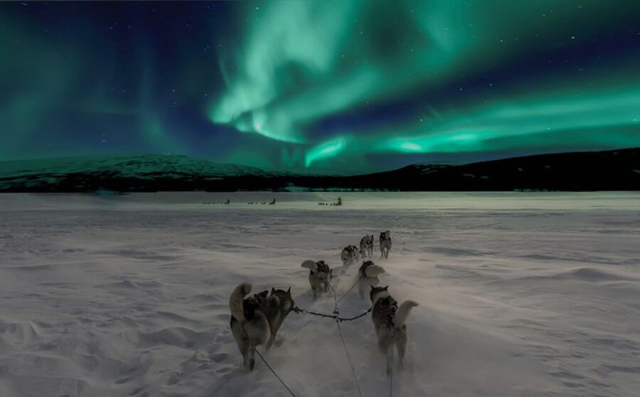Rovaniemi: Northern Lights and Husky Sleigh Ride - A husky ride with the Northern Lights as a bonus
