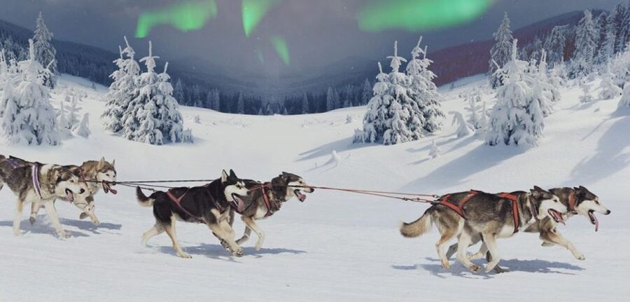 Rovaniemi: Northern Lights and Husky Sleigh Ride - What the 5-kilometer sleigh ride feels like