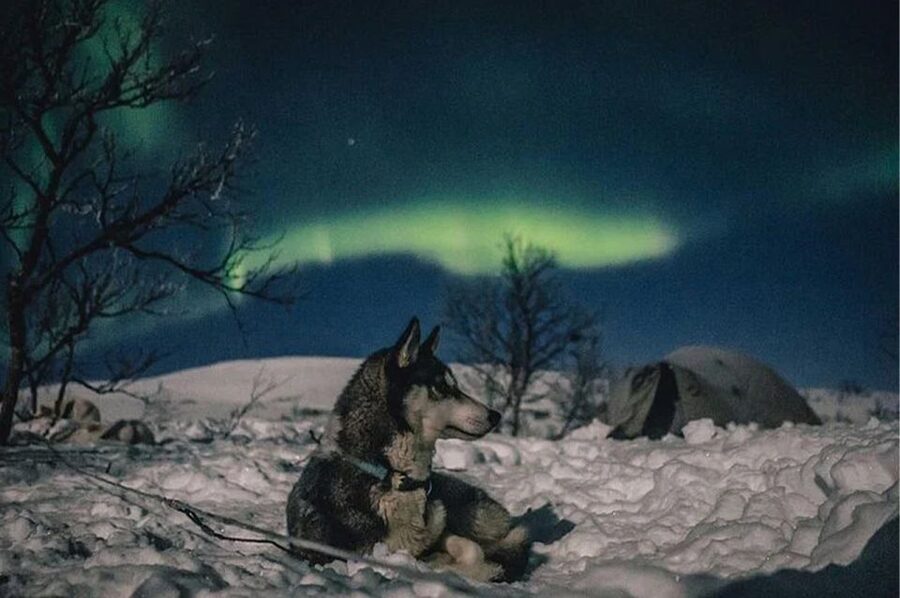 Rovaniemi: Northern Lights and Husky Sleigh Ride - The car search after the dog ride