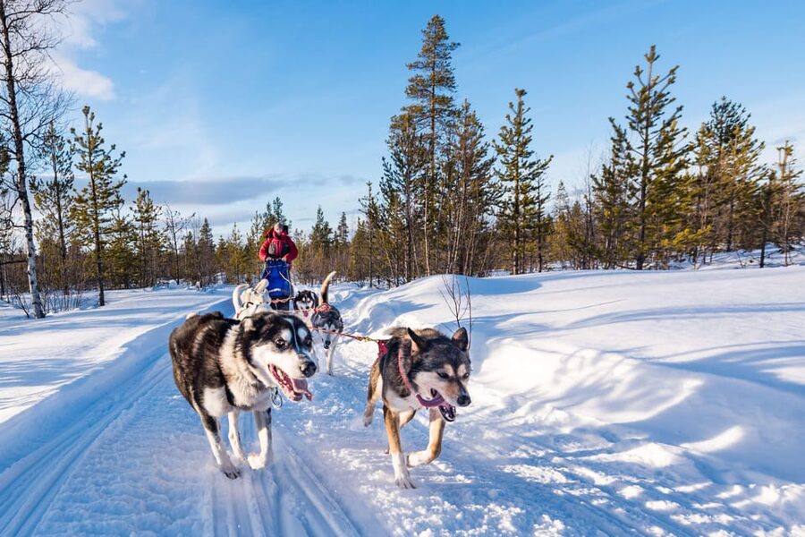 Rovaniemi: One Hour Husky Experience - Meeting the huskies at the farm