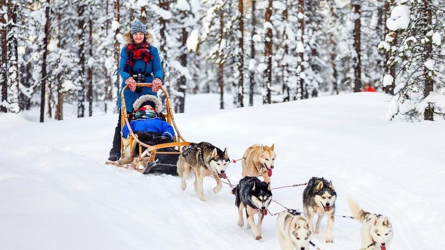 Rovaniemi: One Hour Husky Experience - Family suitability and comfort