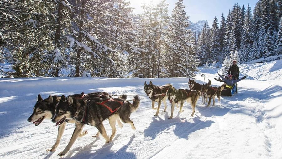 Rovaniemi: One Hour Husky Experience - Booking, cancellation, and pickup details