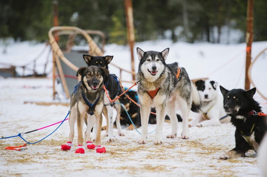 Rovaniemi: One Hour Husky Experience - The safety briefing and the short sled ride