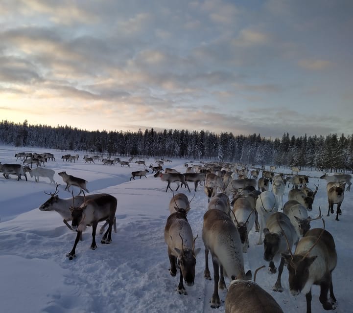 Rovaniemi: Private Reindeer Farm Visit and Walk-Along - Key points to know before you book