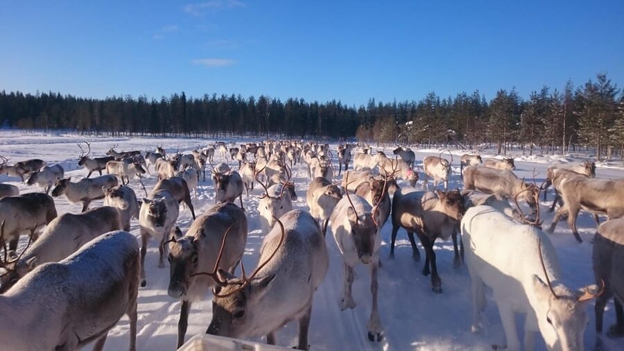 Rovaniemi: Private Reindeer Farm Visit and Walk-Along - Why this farm visit feels different from a standard Lapland stop