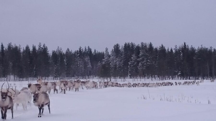 Rovaniemi: Private Reindeer Farm Visit and Walk-Along - The snowmobile sledge ride into the pasture