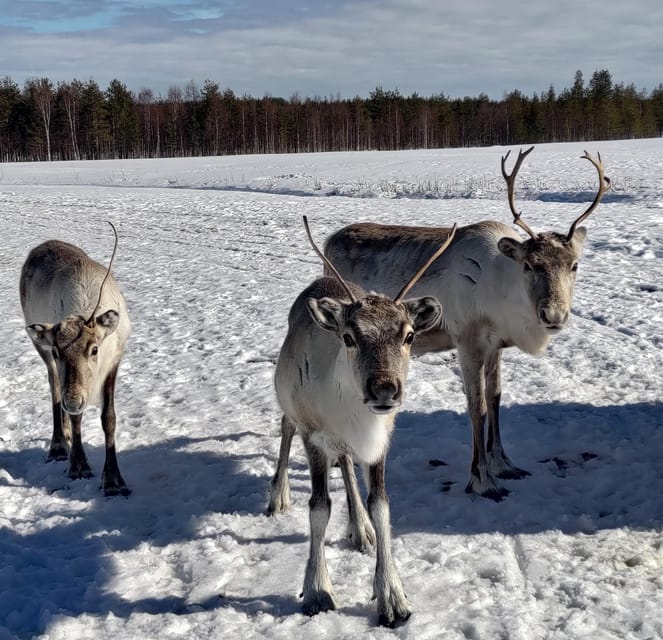 Rovaniemi: Private Reindeer Farm Visit and Walk-Along - Feeding reindeer lichen by hand