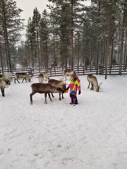 Rovaniemi: Private Reindeer Farm Visit and Walk-Along - Walking through the forest with young reindeer