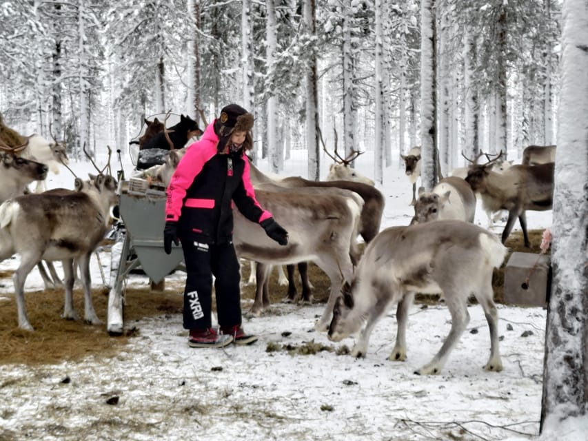 Rovaniemi: Private Reindeer Farm Visit and Walk-Along - Trying the reindeer herder’s lasso