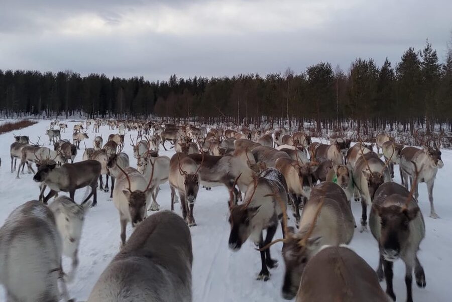 Rovaniemi: Private Reindeer Farm Visit and Walk-Along - What the $165 price means