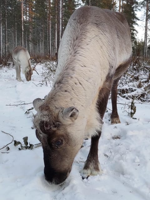 Rovaniemi: Private Reindeer Farm Visit and Walk-Along - Planning the drive from Rovaniemi
