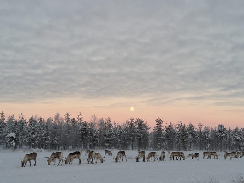 Rovaniemi: Private Reindeer Farm Visit and Walk-Along - Meeting Janne, Dorothee, and the farm dogs