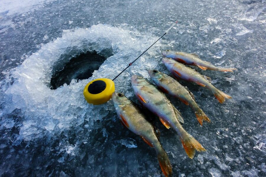 Rovaniemi: Quad Bike Ride and Ice Fishing - Pickup, timing, and group conditions