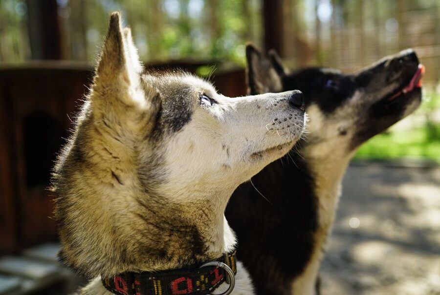 Rovaniemi: Quad Bike Safari, Reindeer & Husky Farm Visit - Key points to know before booking