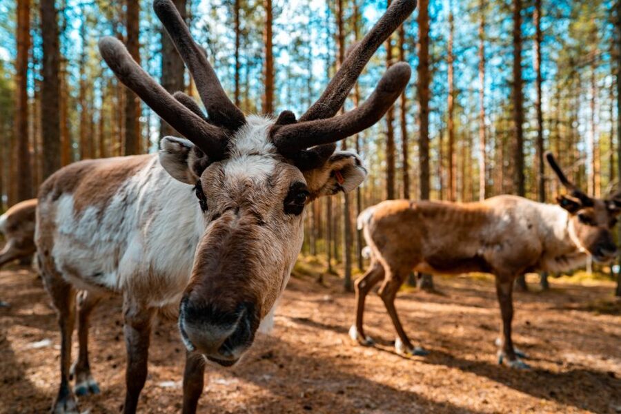 Rovaniemi: Quad Bike Safari, Reindeer & Husky Farm Visit - A half-day built around Arctic transport