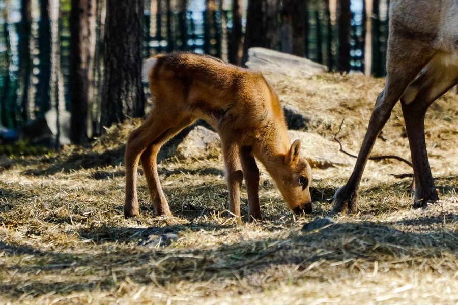 Rovaniemi: Quad Bike Safari, Reindeer & Husky Farm Visit - Practical advice for a smoother outing