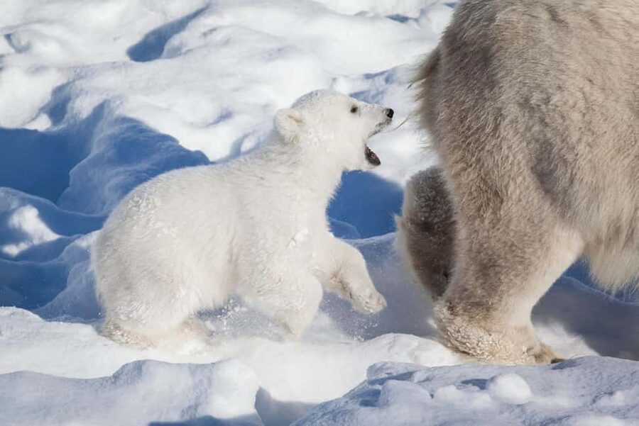 Rovaniemi: Ranua Wildlife Park Private Day Trip - Key points to know before you book