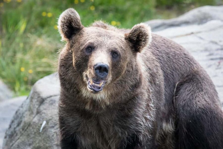 Rovaniemi: Ranua Wildlife Park Private Day Trip - Why Ranua makes a good change from Rovaniemi