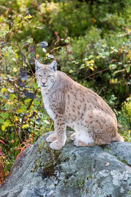 Rovaniemi: Ranua Wildlife Park Private Day Trip - The one-hour drive through Lapland