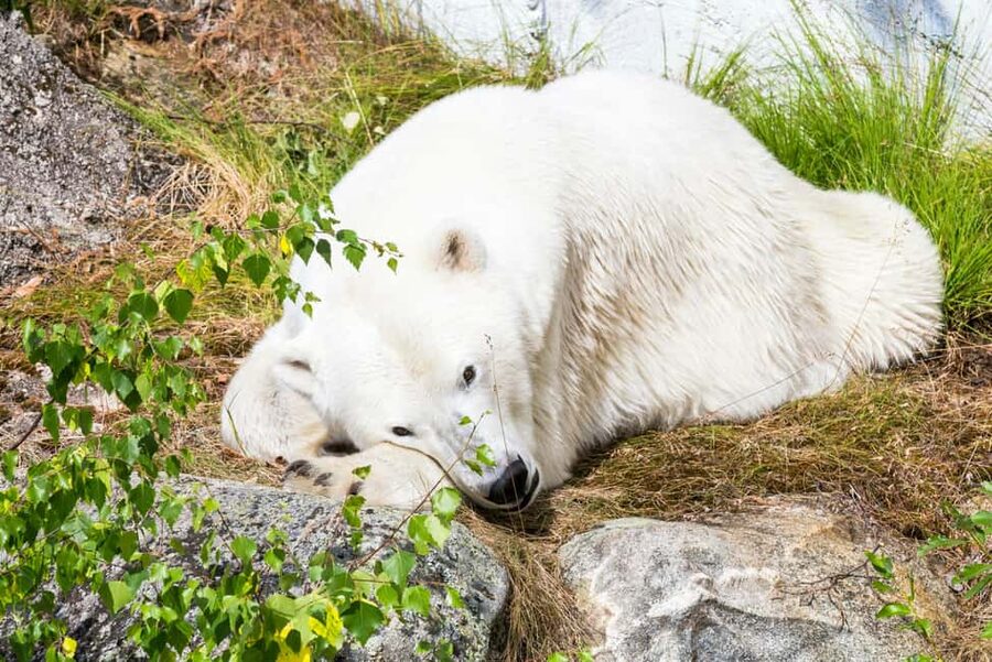 Rovaniemi: Ranua Wildlife Park Private Day Trip - Walking the park and meeting Arctic species
