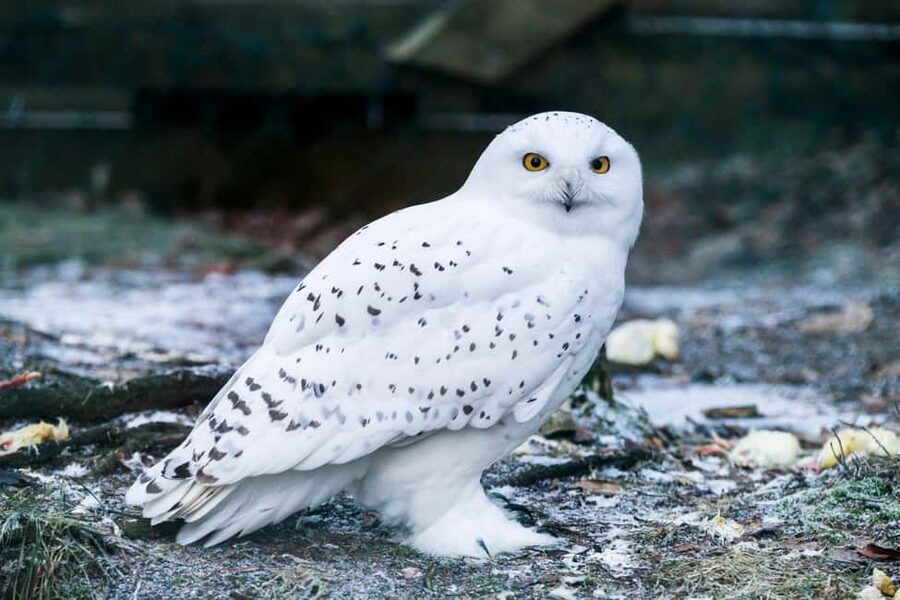 Rovaniemi: Ranua Wildlife Park Private Day Trip - A private start from your Rovaniemi accommodation