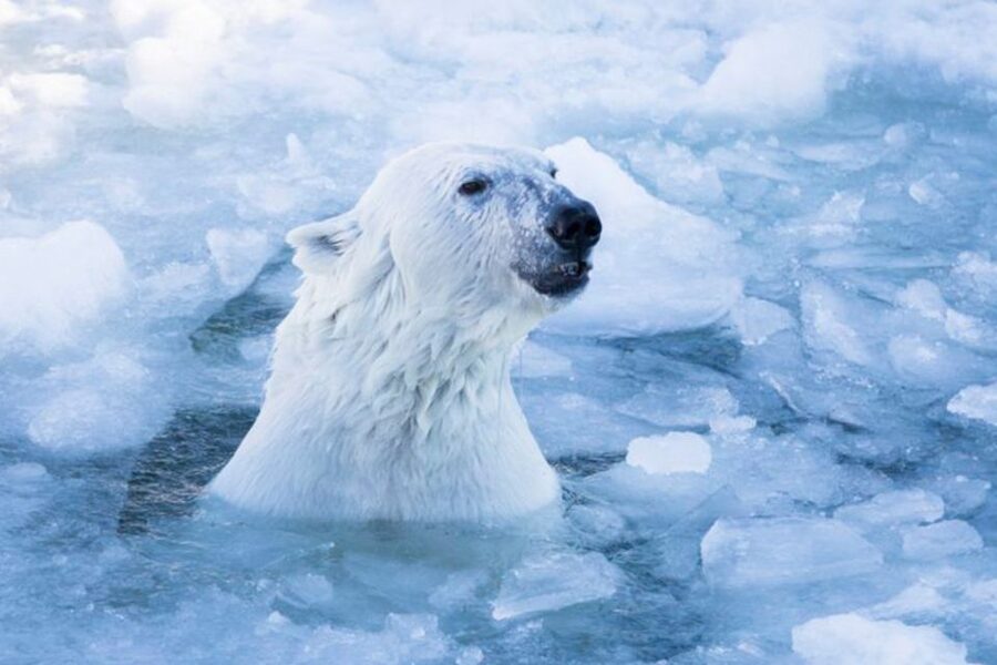 Rovaniemi: Ranua Zoo Entry Ticket w/ Walking Tour and Lunch - Key Points at a Glance