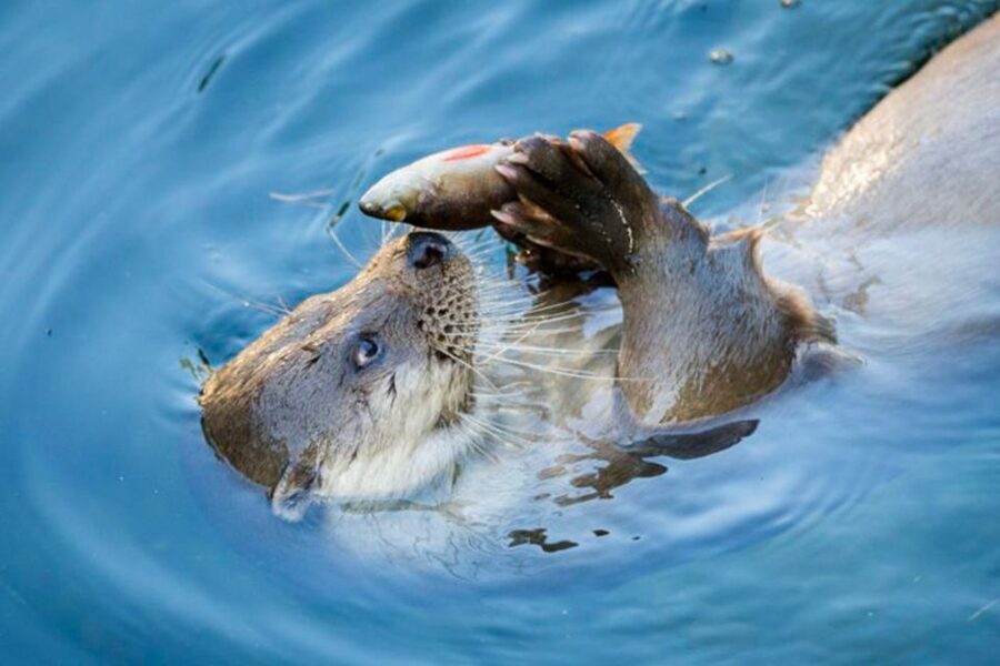 Rovaniemi: Ranua Zoo Entry Ticket w/ Walking Tour and Lunch - From Rovaniemi to Ranua Zoo