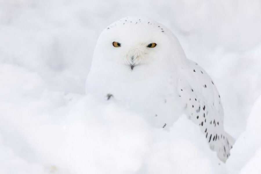 Rovaniemi: Ranua Zoo Entry Ticket w/ Walking Tour and Lunch - The 1.5-Hour Walking Visit