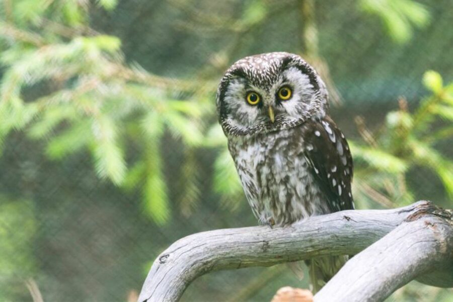 Rovaniemi: Ranua Zoo Entry Ticket w/ Walking Tour and Lunch - Lunch Inside the Zoo Restaurant