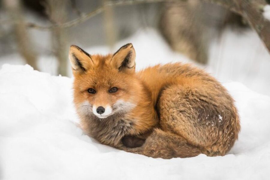 Rovaniemi: Ranua Zoo Entry Ticket w/ Walking Tour and Lunch - Guides Who Add More Than a Transfer