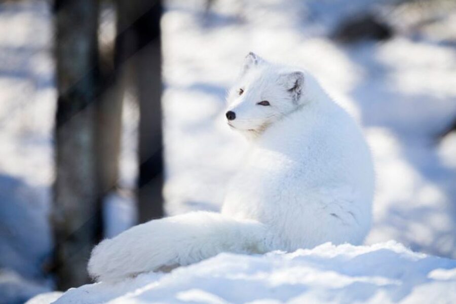 Rovaniemi: Ranua Zoo Entry Ticket w/ Walking Tour and Lunch - Families, Cold Weather, and Physical Comfort