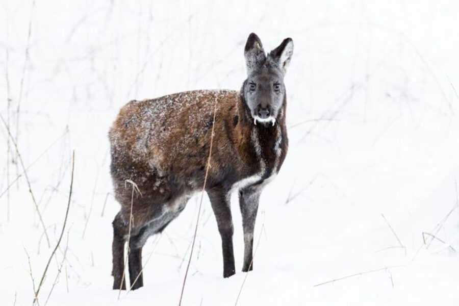 Rovaniemi: Ranua Zoo Entry Ticket w/ Walking Tour and Lunch - What Ranua Zoo Offers Since 1983