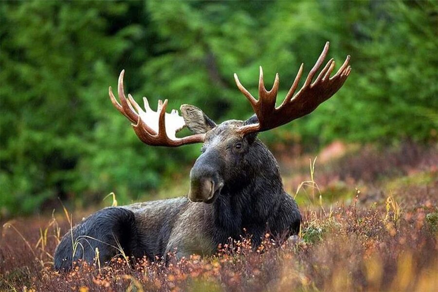 Rovaniemi: Ranua Zoo Entry Ticket with BBQ Picnic - Feeding times can shape your five hours