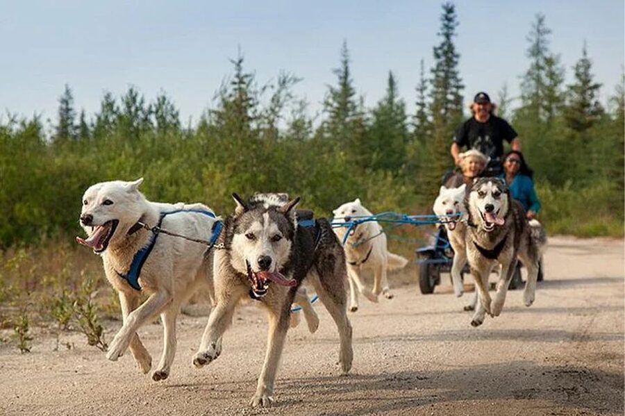Rovaniemi: Ranua Zoo Entry Ticket with BBQ Picnic - Walking among Arctic and northern animals