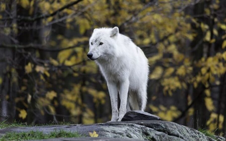 Rovaniemi: Ranua Zoo Visit with Lunch - How Much Time You Need at the Zoo