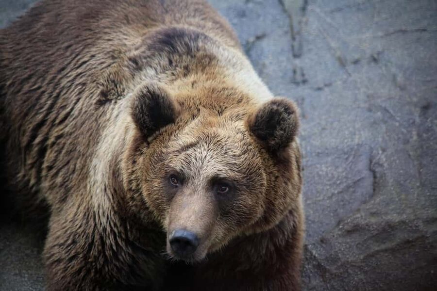 Rovaniemi: Ranua Zoo Wildlife Park Tour with hotel pickup - Key points at a glance
