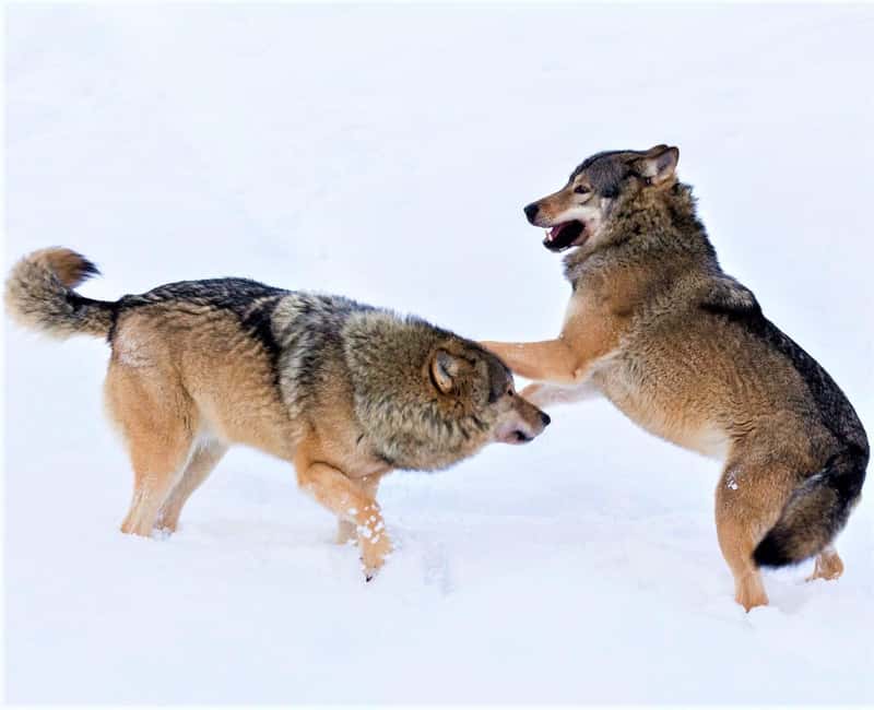 Rovaniemi: Ranua Zoo Wildlife Park Tour with hotel pickup - Why Ranua makes sense on a Rovaniemi trip