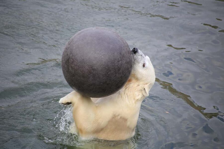 Rovaniemi: Ranua Zoo Wildlife Park Tour with hotel pickup - Getting started at Ranua Wildlife Park