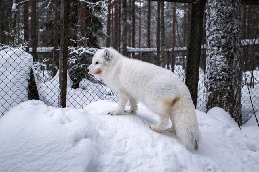 Rovaniemi: Ranua Zoo Wildlife Park Tour with hotel pickup - What the three-hour park stop feels like