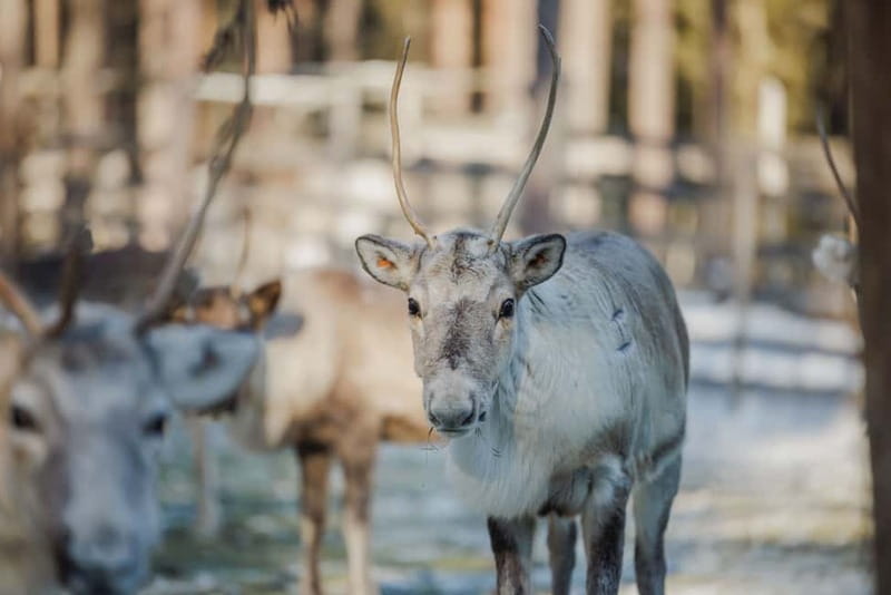 Rovaniemi: Reindeer Experience with Sleigh Ride - What this Rovaniemi reindeer visit is really about