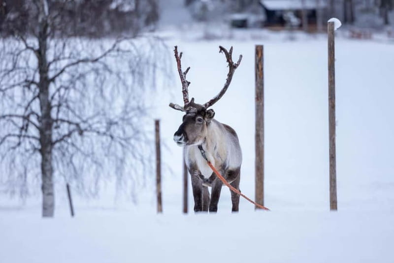 Rovaniemi: Reindeer Experience with Sleigh Ride - The 20-minute ride from town