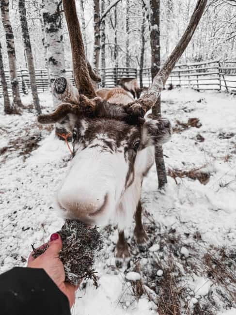 Rovaniemi: Reindeer Experience with Sleigh Ride - The 500-meter sleigh ride