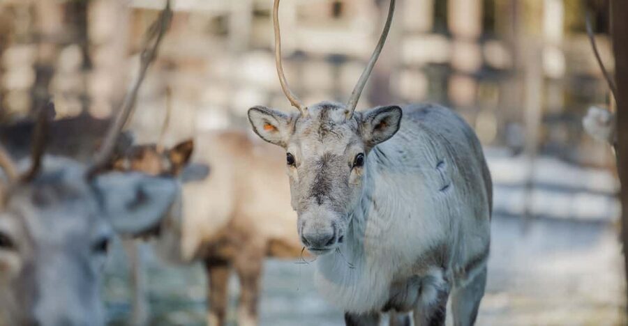 Rovaniemi: Reindeer Experience with Sleigh Ride - Who should book this experience?