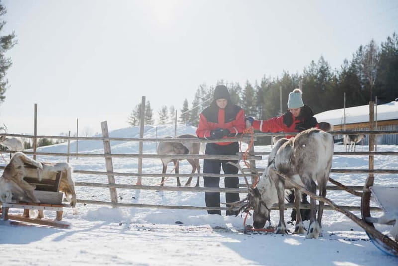 Rovaniemi: Reindeer Experience with Sleigh Ride - Meeting the reindeer at Reindeer Manor