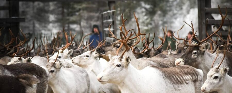 Rovaniemi: Reindeer Farm Visit and Sleigh Ride with transfer - Key points to know before booking