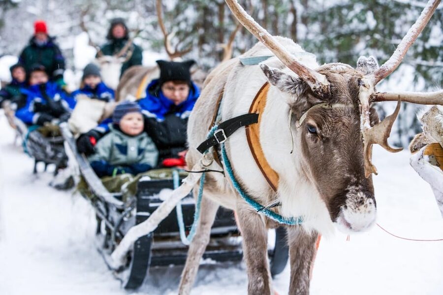Rovaniemi: Reindeer Farm Visit and Sleigh Ride with transfer - A short ride into Rovaniemi’s Arctic surroundings