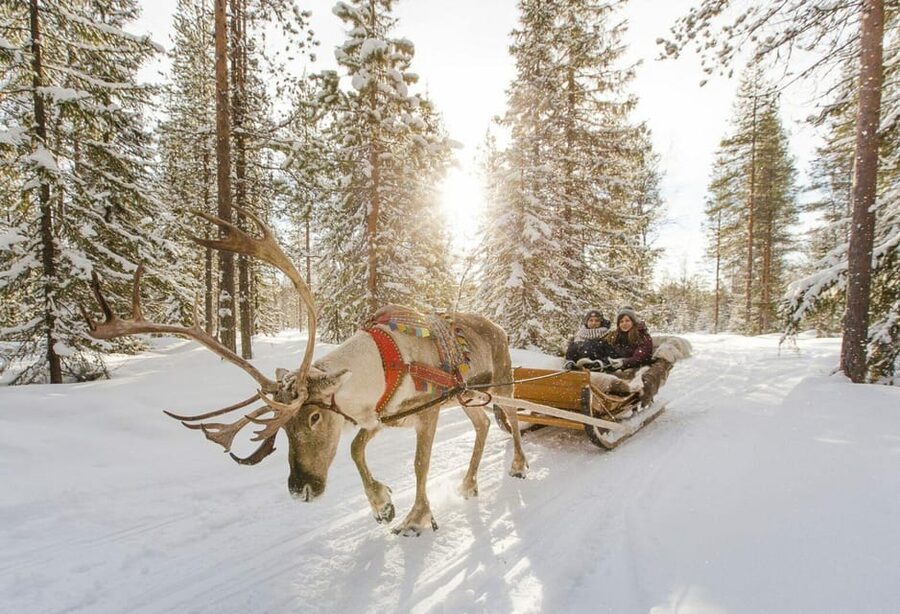 Rovaniemi: Reindeer Farm Visit and Sleigh Ride with transfer - Time, price, and overall value