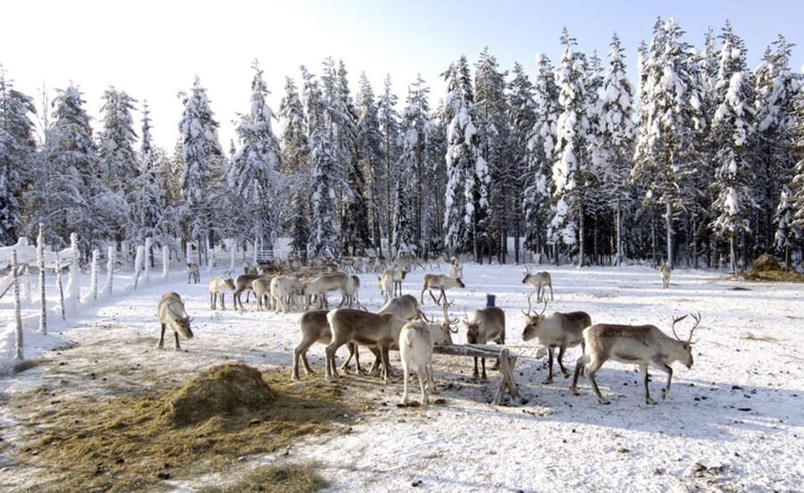 Rovaniemi: Reindeer Farm Visit and Sleigh Ride with transfer - How to get the most from the visit