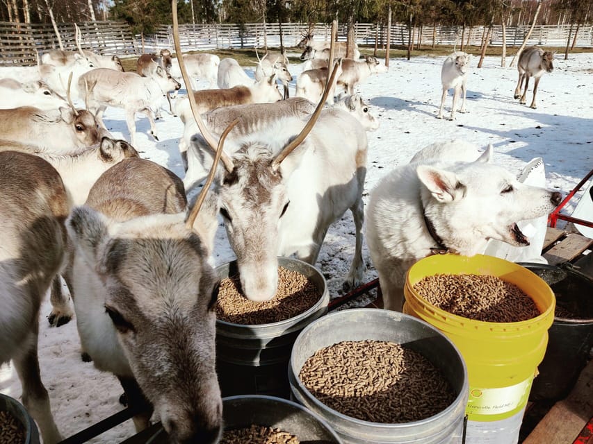 Rovaniemi: Reindeer Farm Visit and Sleigh Ride with transfer - Cancellation and booking flexibility