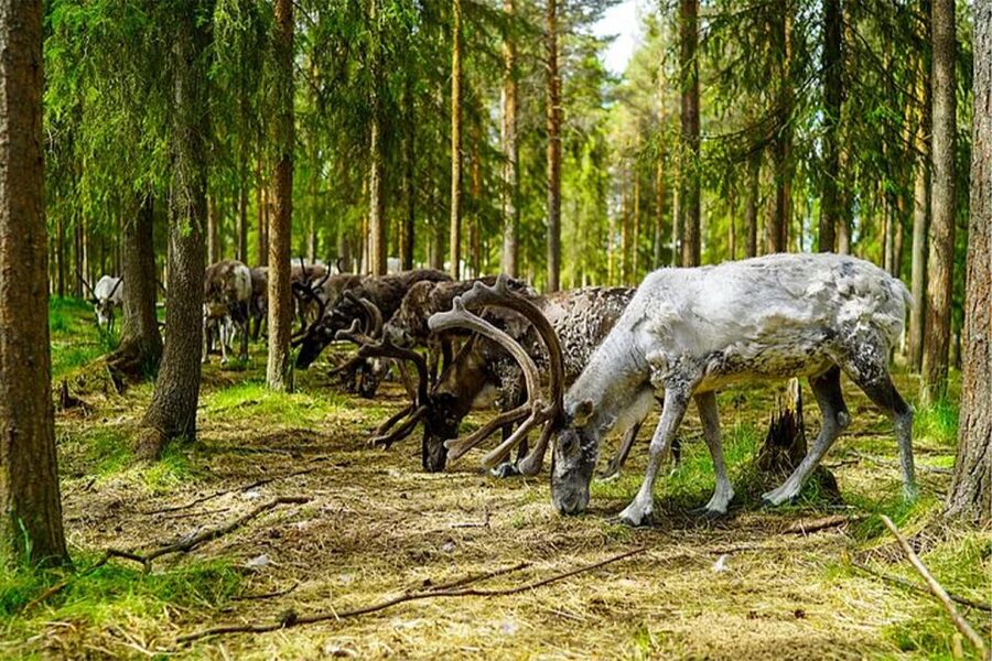 Rovaniemi: Reindeer Farm Visit in the Summer - Should you book the Rovaniemi summer reindeer farm visit?